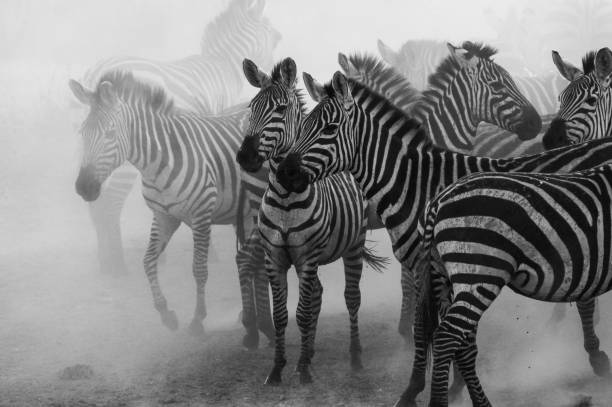 istock Nervous Zebras in the Serengeti 1295859635