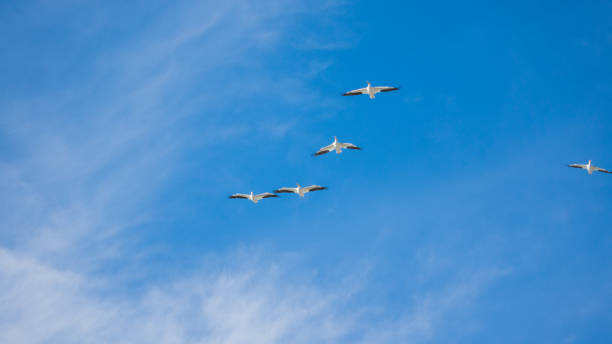 istock pelicans flying in the sky 1295860412