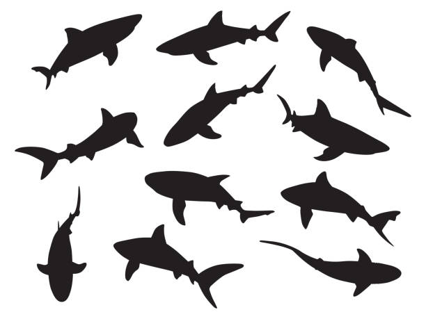 Shark Silhouettes Vector silhouettes of eleven sharks. great white shark stock illustrations