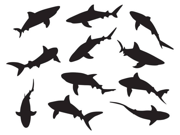 Shark Silhouettes Vector silhouettes of eleven sharks. black and white shark stock illustrations