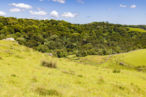 istock Farm field with Araucaria forest 1295862606