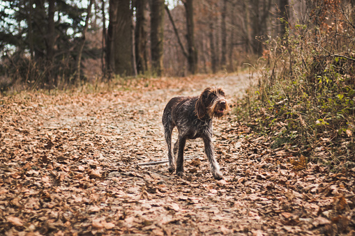 enthusiastic Rough-coated Bohemian Pointer is playing on a road full of leaves. enjoying the fresh air. Czech dog is an athletically built dog with a wiry, muscular body.