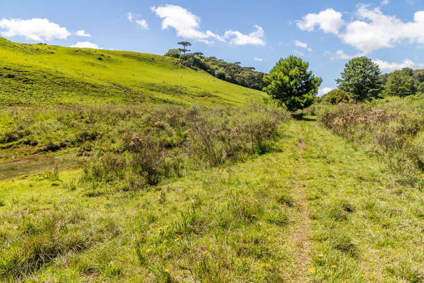 istock Farm field with Araucaria forest 1295862656