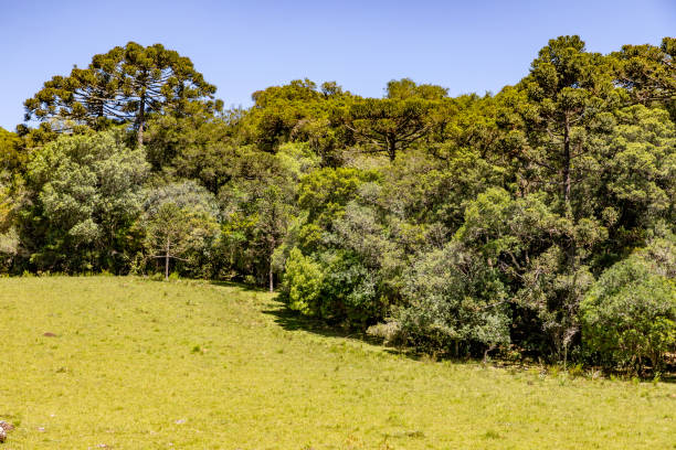 istock Farm field with Araucaria forest 1295862846