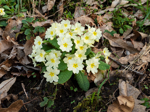 Primula vulgaris or primrose pale yellow flowers in the spring forest