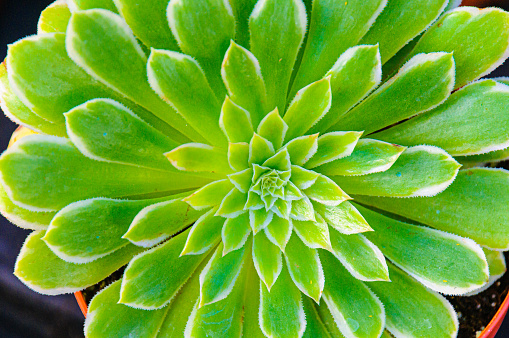 Close up of the detail of a small aeonium plant in a plastic flower pot.