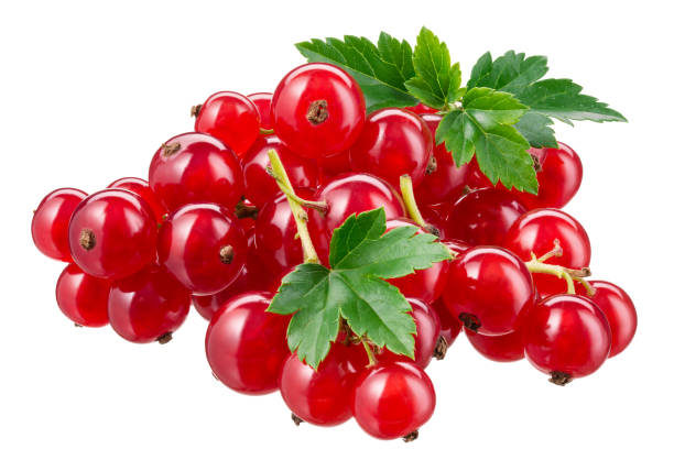 istock Red currant isolated. Currant red with leaves on white background. Currants on white. Red currant on branch. Clipping path. 1295865112