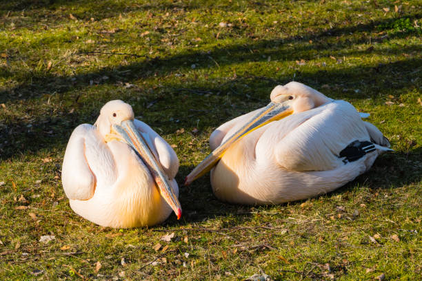 istock Pelicans laying on Grass in Sun 1295865118