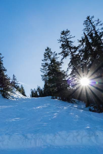 istock Sun shines in Fir Trees Forest Alps Bavaria 1295865129