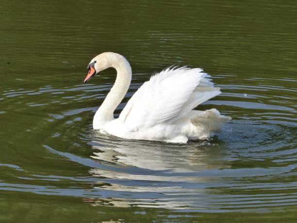 istock Swan swims with raised wings 1295865157