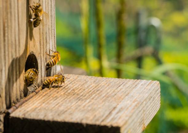 istock Wooden Beekeeper with many Bees 1295865346