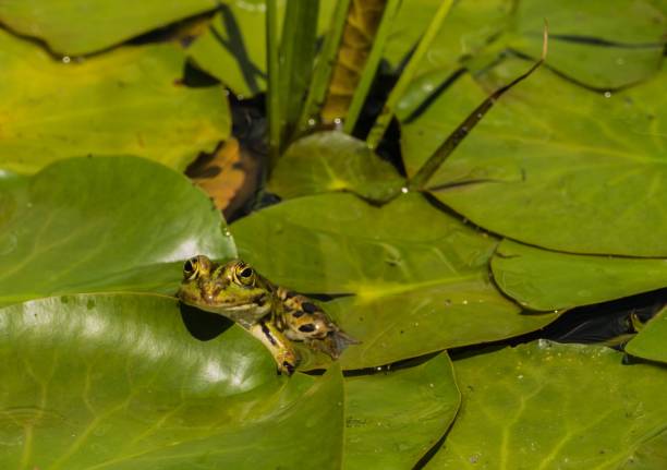 istock Green Frog in Garden Pond 1295865436