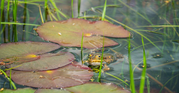 istock Green Frog Swimming in Lake 1295865643