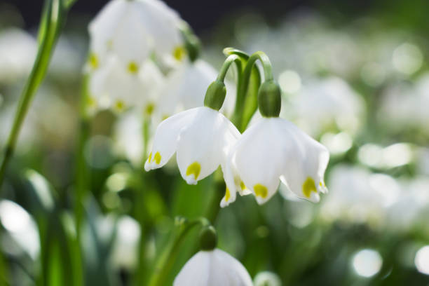 Leucojum vernum - early spring snowflake flowers in the forest. Blurred background, spring concept. Leucojum vernum - early spring snowflake flowers in the forest. Blurred background, spring concept. leucojum vernum stock pictures, royalty-free photos & images