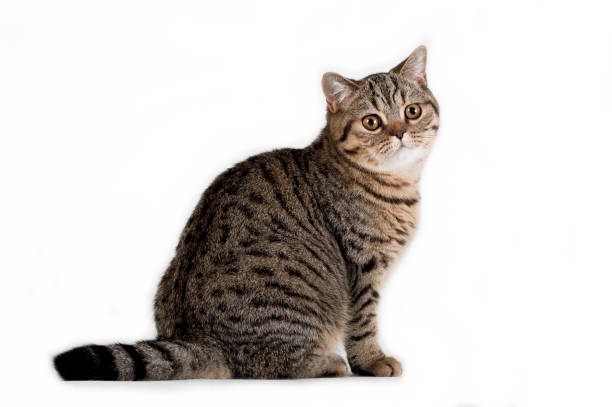 istock Brown tabby british cat sitting in profile on white background 1295867470