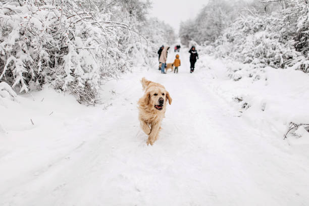 istock A golden retriever dog running through snow 1295868960