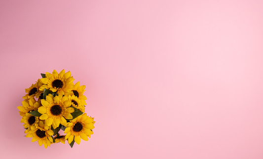 Sunflowers in flower pot isolated on pink background. Flat lay, top view.
