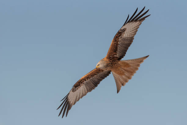 istock RED KITE MILVUS MILVUS flying 1295871432