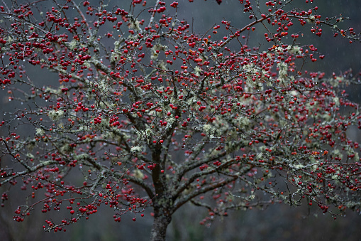 ornamental apple tree red sentinel selective focus