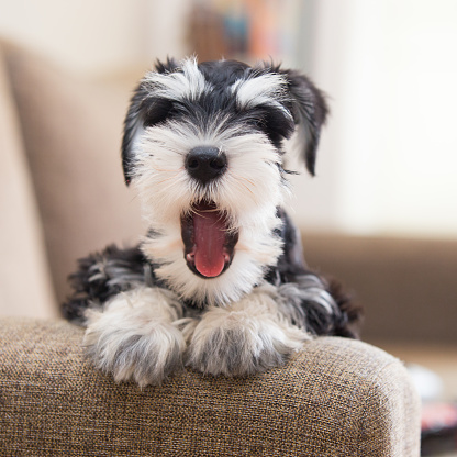 Imágenes de Miniature Schnauzer | Descarga imágenes gratuitas en Unsplash Imágenes de Miniature Schnauzer | Descarga imágenes gratuitas en Unsplash
