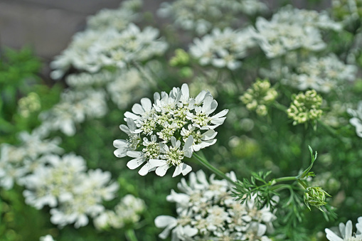 Orlaya grandiflora\nOrlea White Race