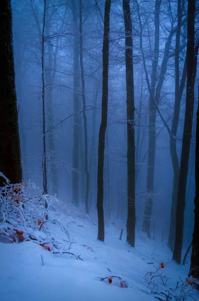 istock Evening in foggy winter forest 1295873754