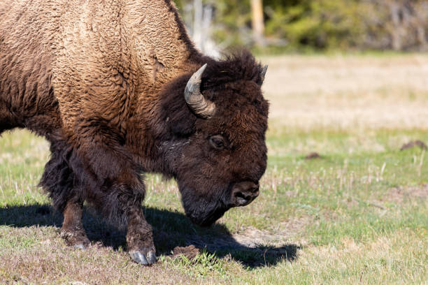 istock American Bison in Yellowstone National Park 1295873893