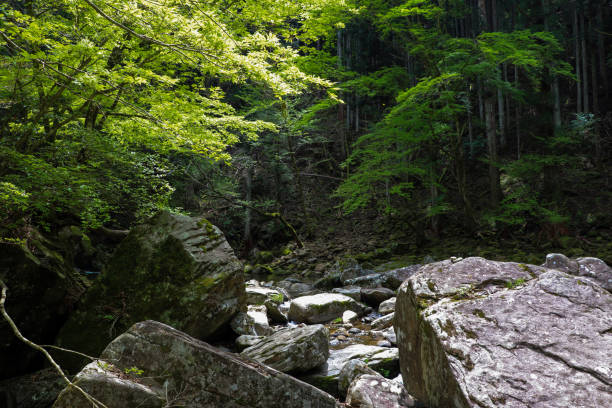 istock Water flowing through large rocks in the forest 1295875159