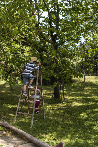 istock Little boy climbing on ladders for fresh cherries 1295875349