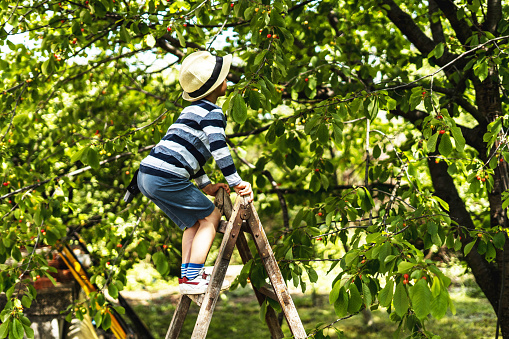Cute boy climbing on ladders to pick up fresh cherries