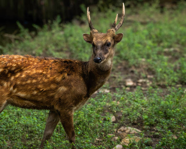 висян пятнистый олень - animal cute animals deer deer herd стоковые фото и изображения