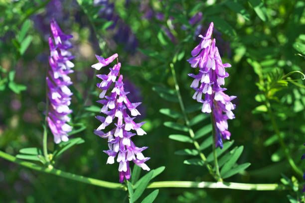 istock Vicia villosa 1295876731