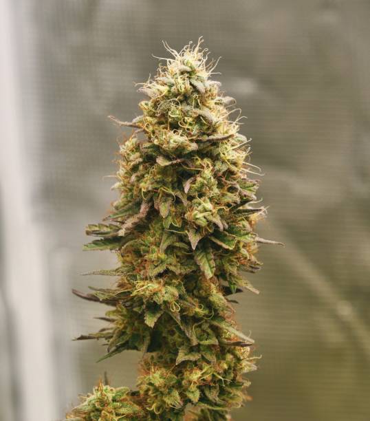 istock Swet N Sour Haze 1295876774