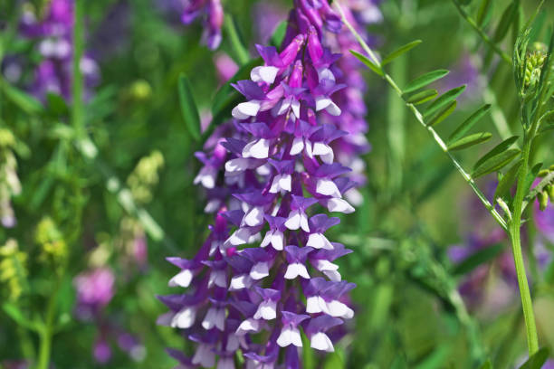 istock Vicia villosa 1295876792