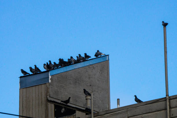 istock Pigeon Flock sits Calmly on Roof 1295876823