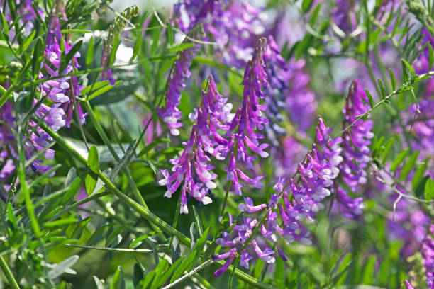 istock Vicia villosa 1295876827
