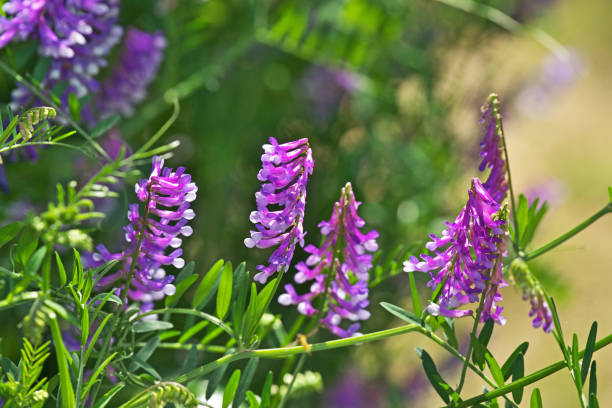 istock Vicia villosa 1295876846