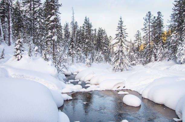 istock Winter in a snowy forest 1295877189