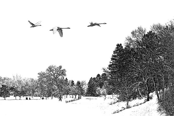 Flock of pigeon searching for food in a winter landscape