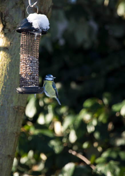 istock Blue Tit Cyanistes caeruleus feeding from a garden bird feeder 1295879420