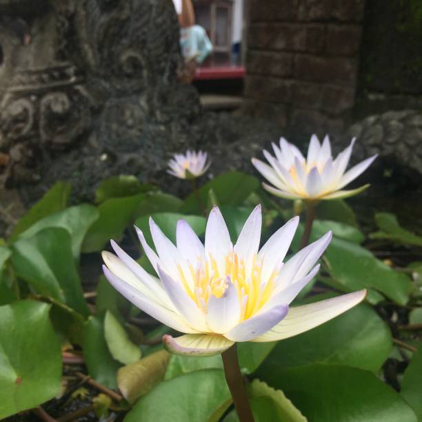 istock Beautiful Lotus Flowers 1295879600