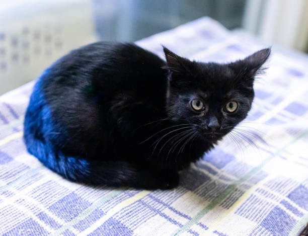 istock Little Black Kitten Looks Nervous and Skittish 1295880619
