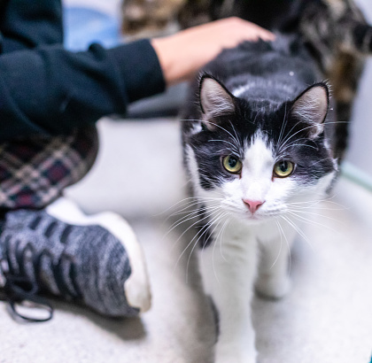 Child Pets a Black and White Cat with Yellow Eyes