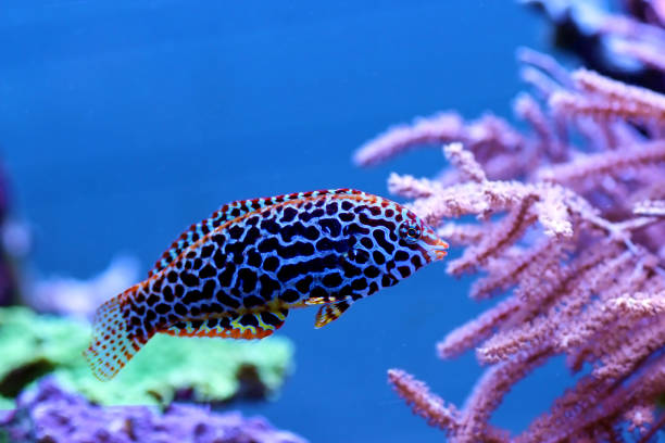 istock Blackspotted female Leopard wrasse fish 1295882114