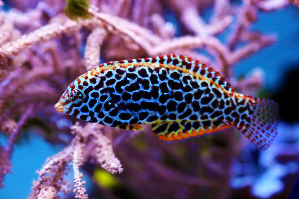 istock Blackspotted female Leopard wrasse fish 1295882115