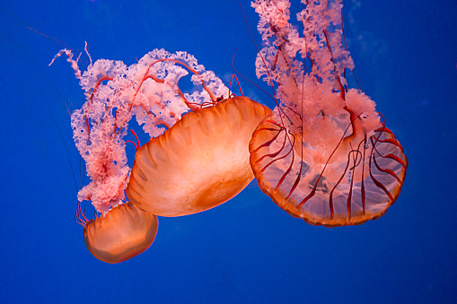 A photo of three jellyfish swimming together