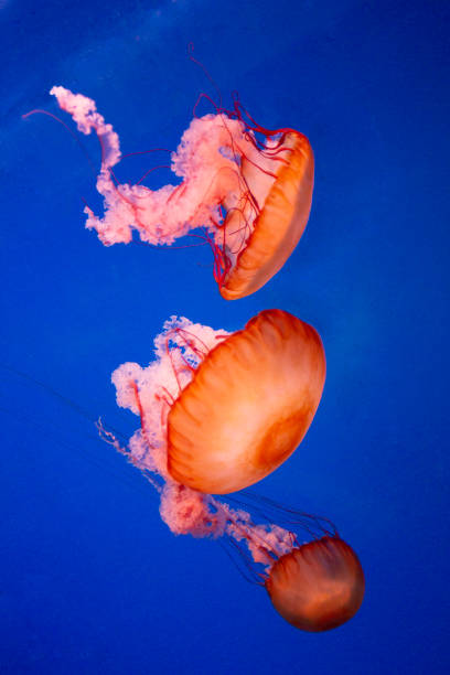 istock Jellyfish Swimming 1295883910