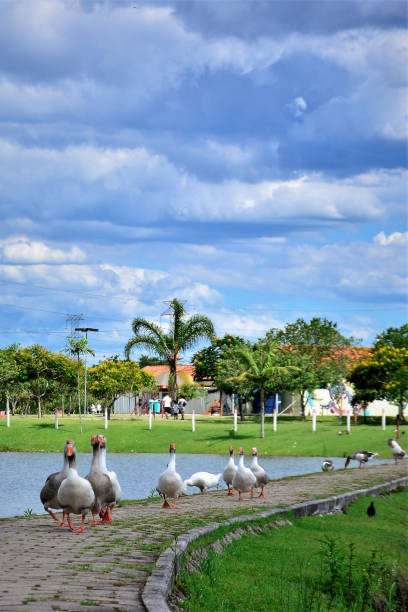 istock Geese running down the trail next to the park lake 1295884534