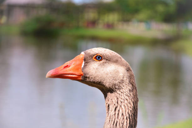 The face of a goose in the Centennial Park of Mogi das Cruzes