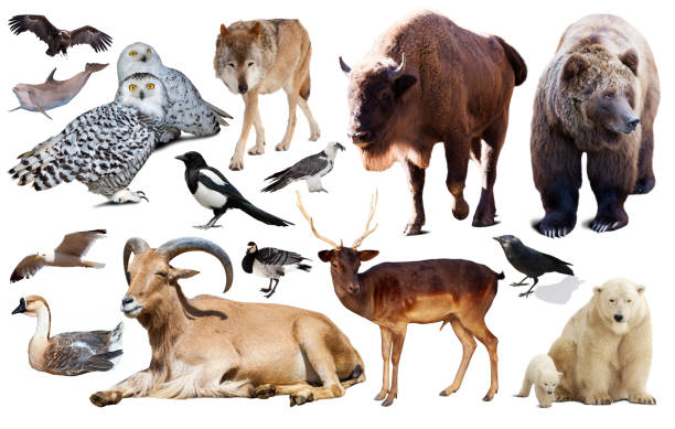 istock european animals isolated 1295885573
